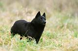 SCHIPPERKE 845